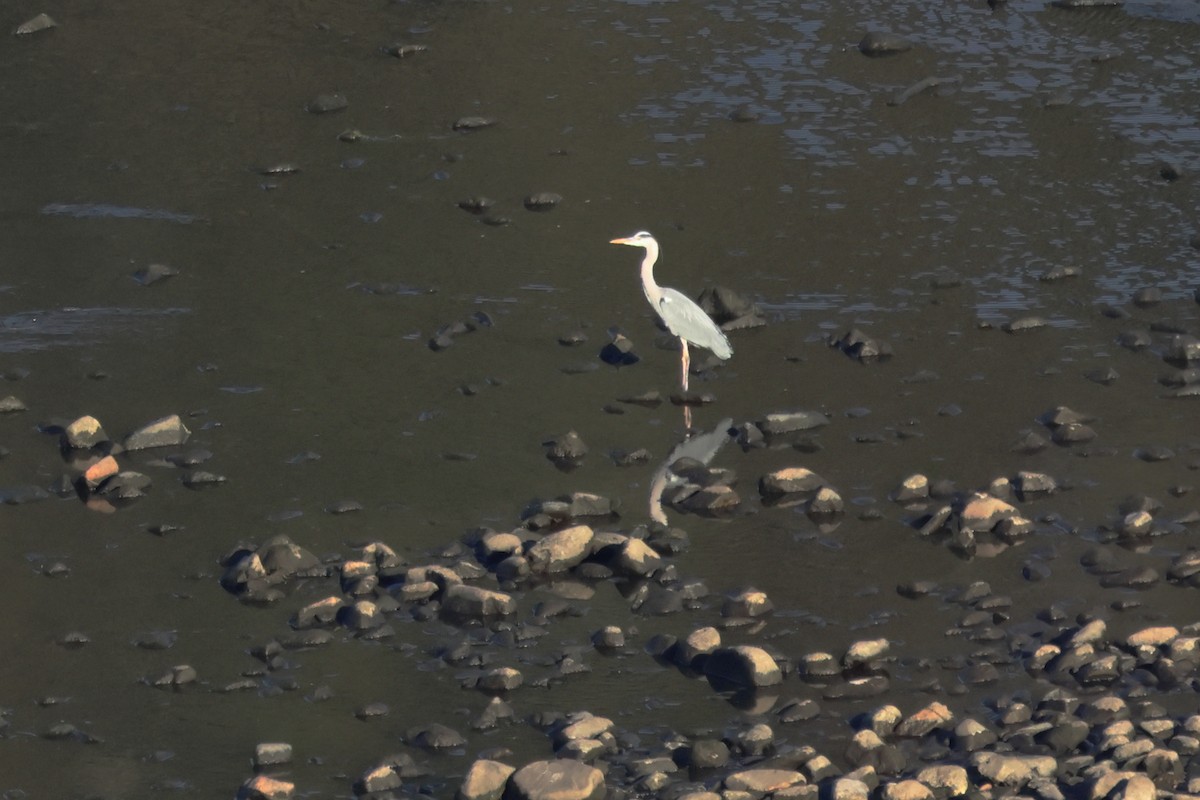 Garza Real - ML648907747