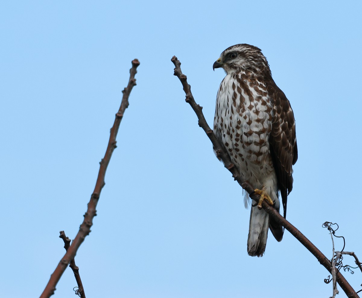 Busardo Aliancho - ML648908100