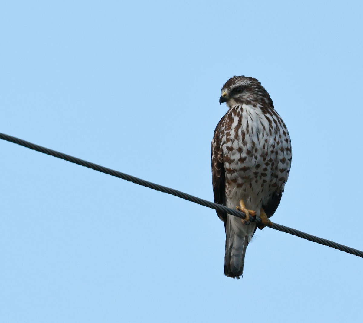 Busardo Aliancho - ML648908110