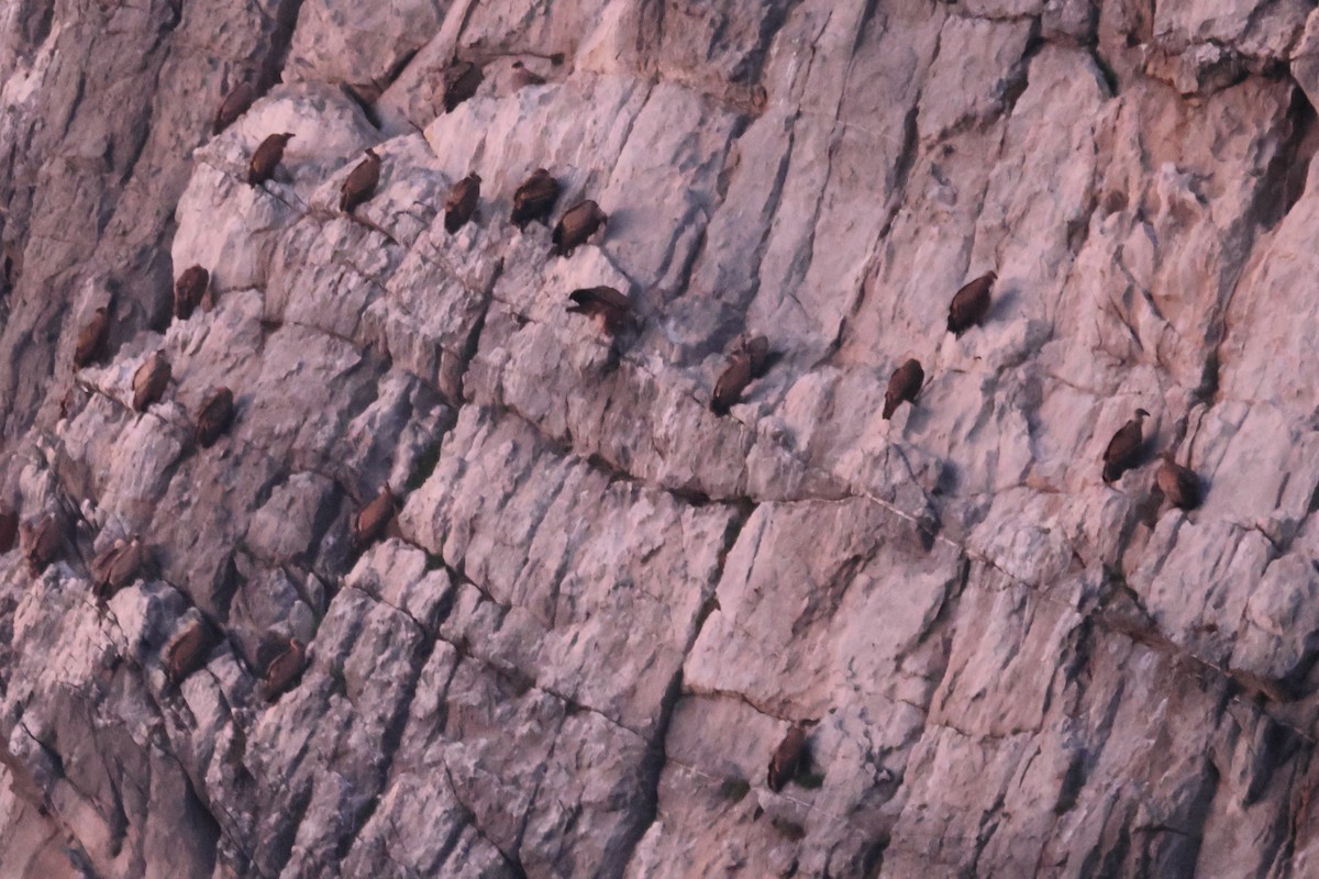 Buitre Leonado - ML648908324