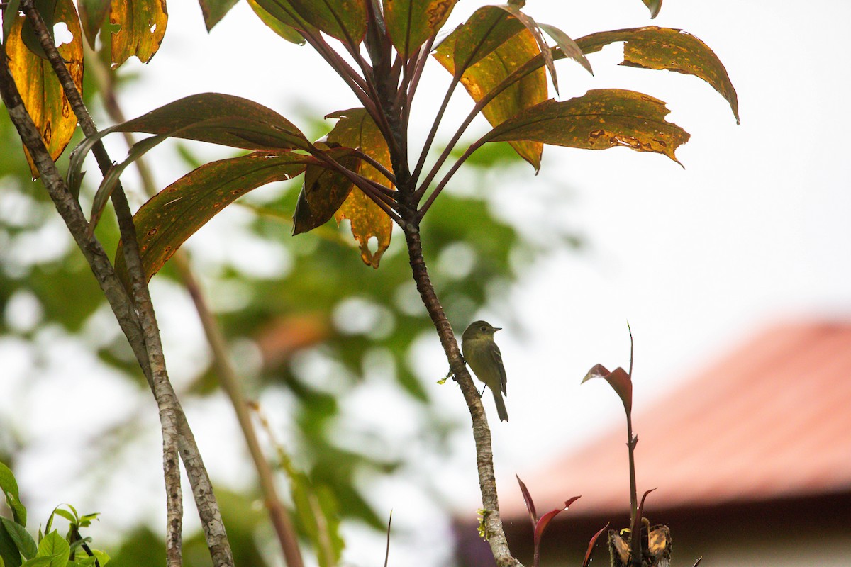 tyranovec žlutobřichý - ML648908408