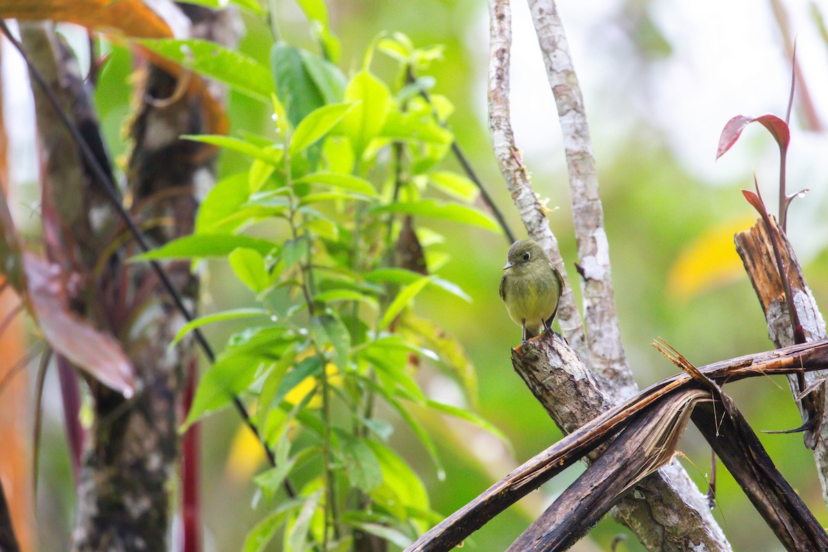 tyranovec žlutobřichý - ML648908409