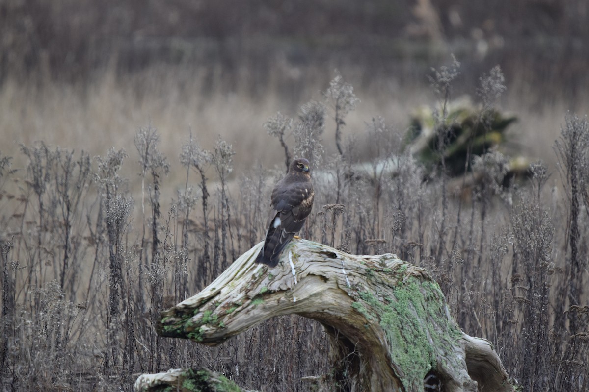 Northern Harrier - ML648908516