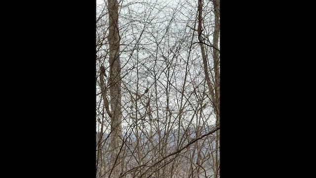 Sedir İpekkuyruğu - ML648908564