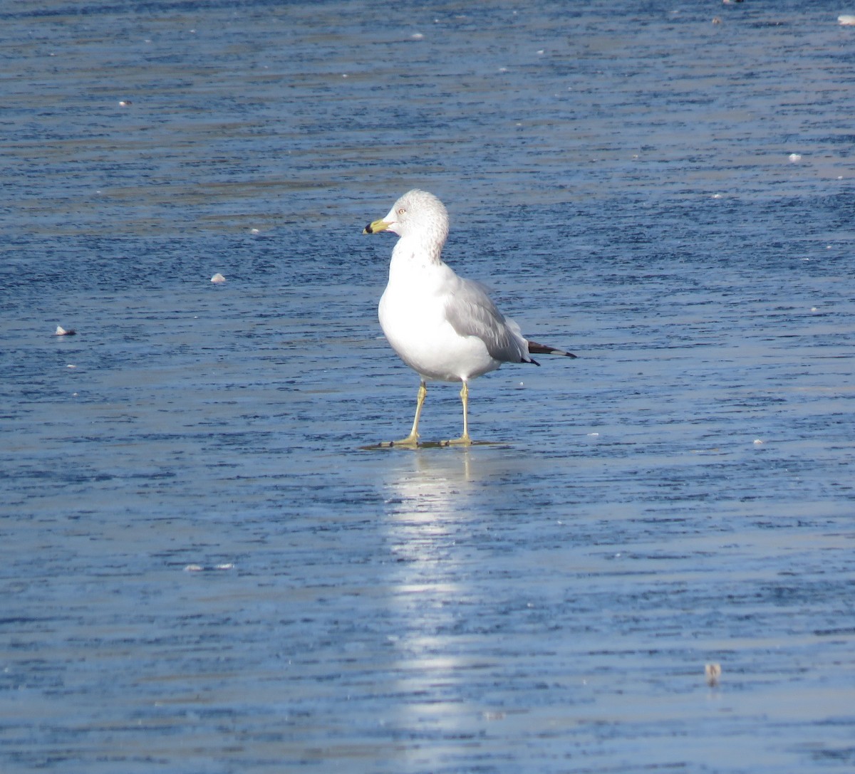 Gaviota/Gavión sp. - ML648908646