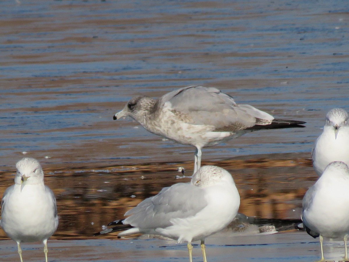 Gaviota/Gavión sp. - ML648908647