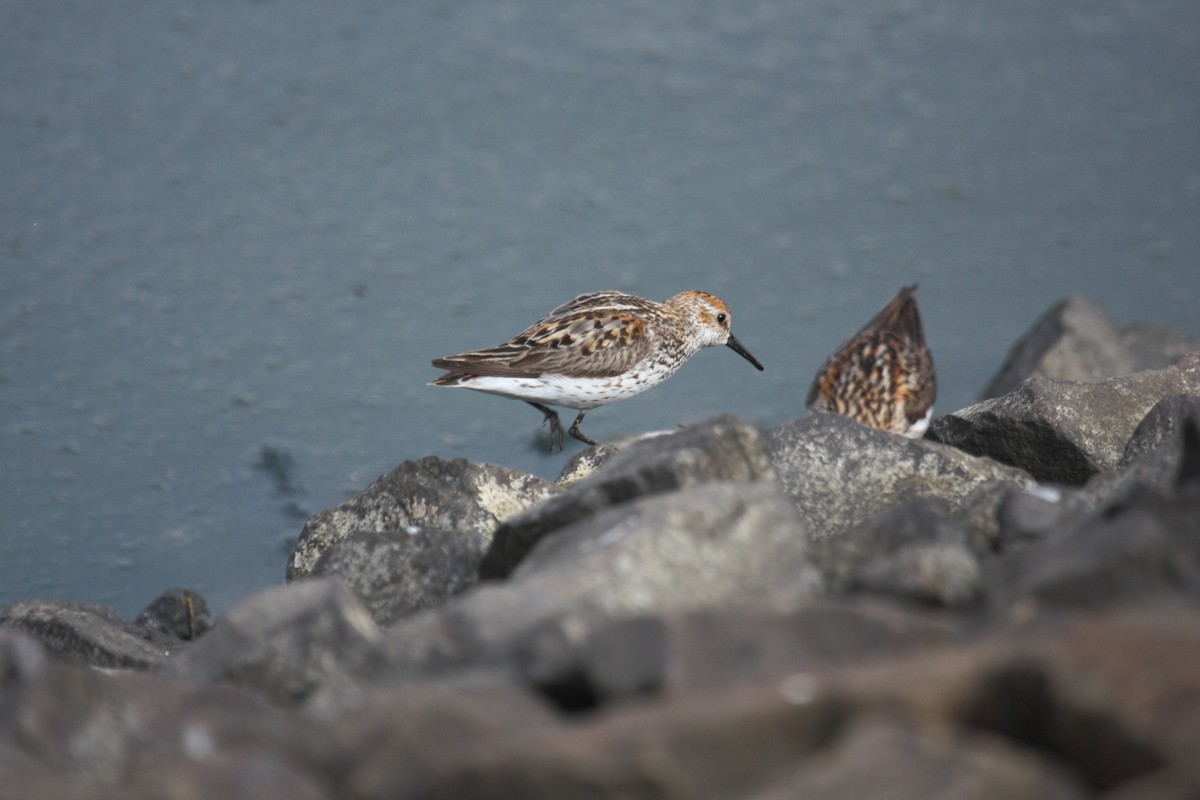 Gambecchio dell'Alaska - ML648908831