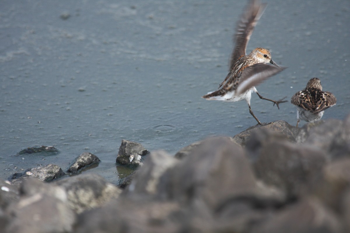 Gambecchio dell'Alaska - ML648908832