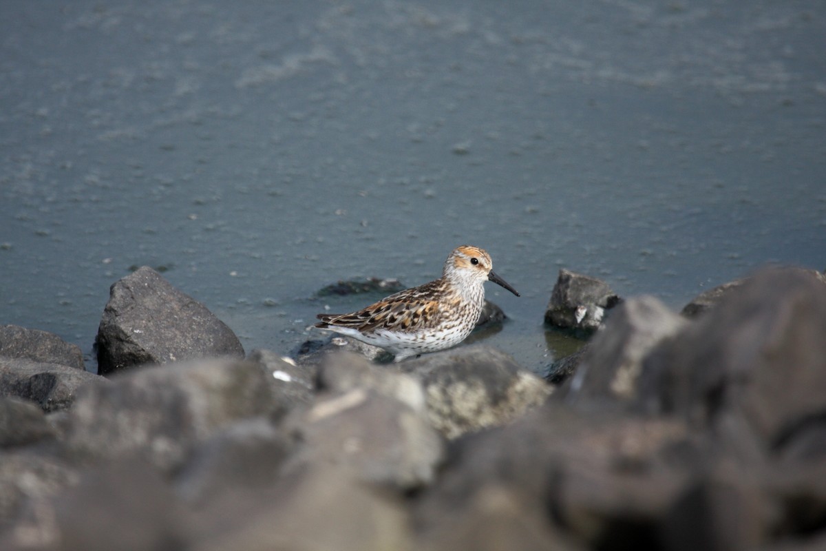 Gambecchio dell'Alaska - ML648908833