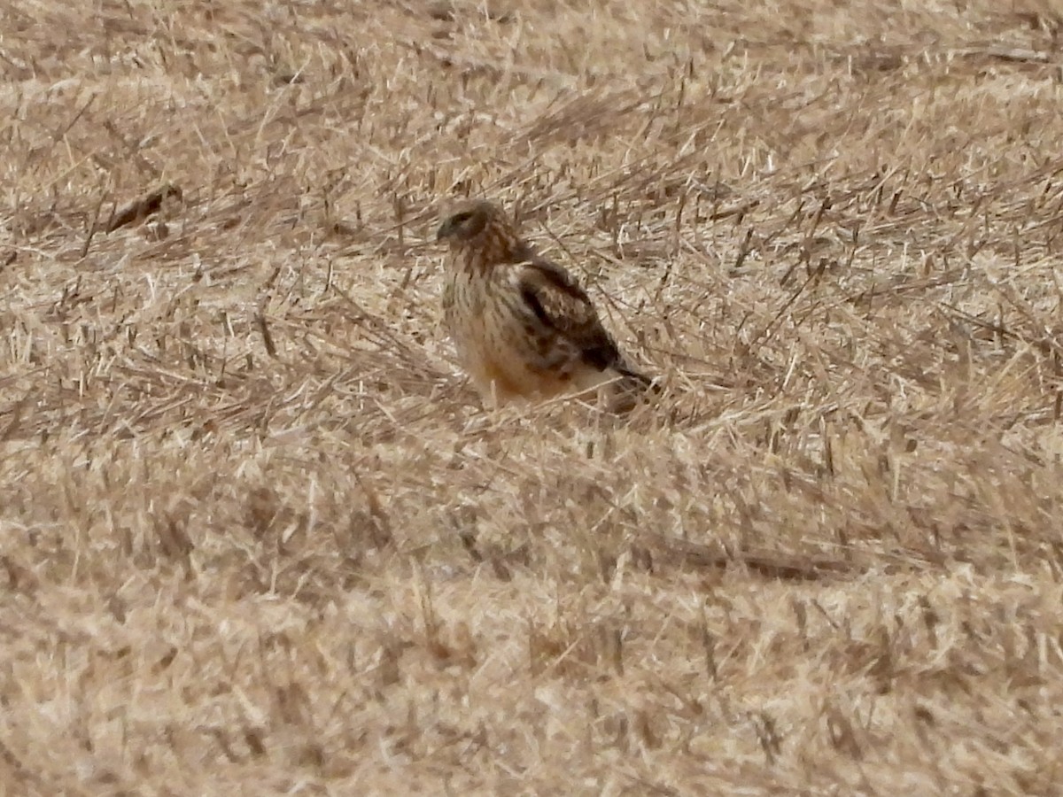 Northern Harrier - ML648908865