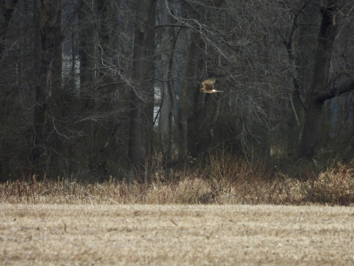 Northern Harrier - ML648908866
