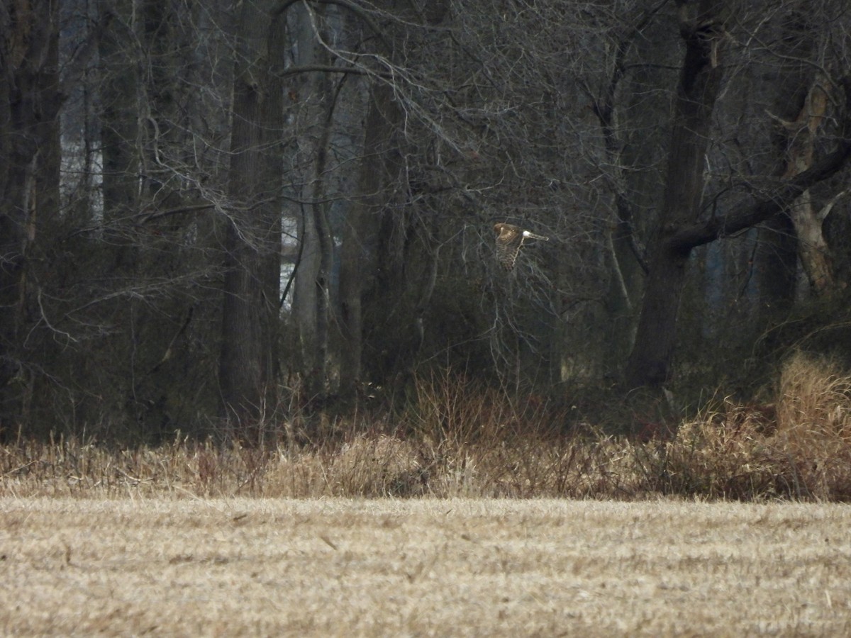 Northern Harrier - ML648908867