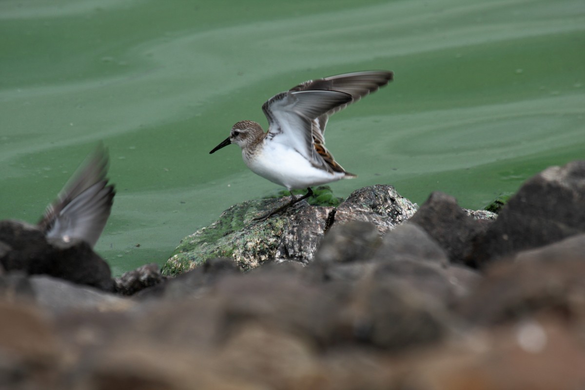 Gambecchio dell'Alaska - ML648908963