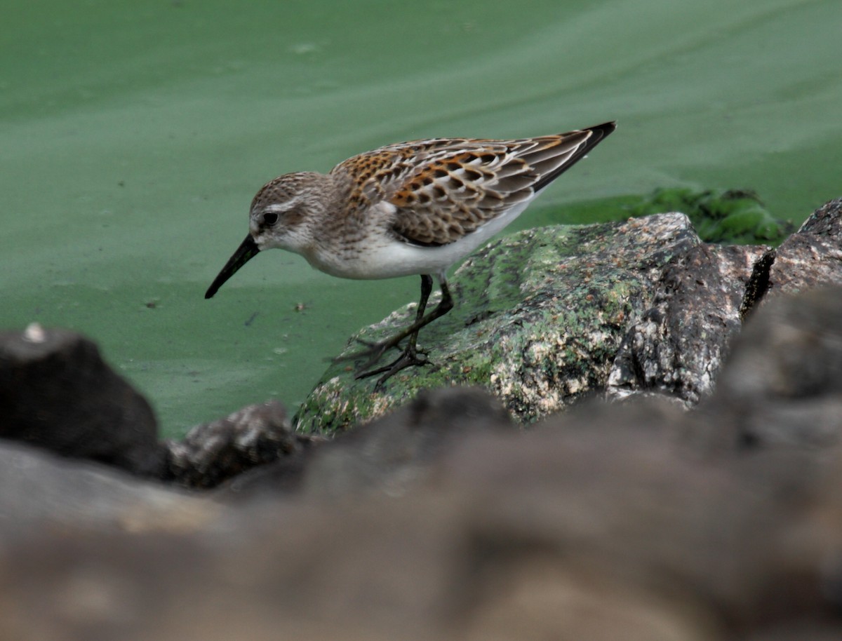 Gambecchio dell'Alaska - ML648908964