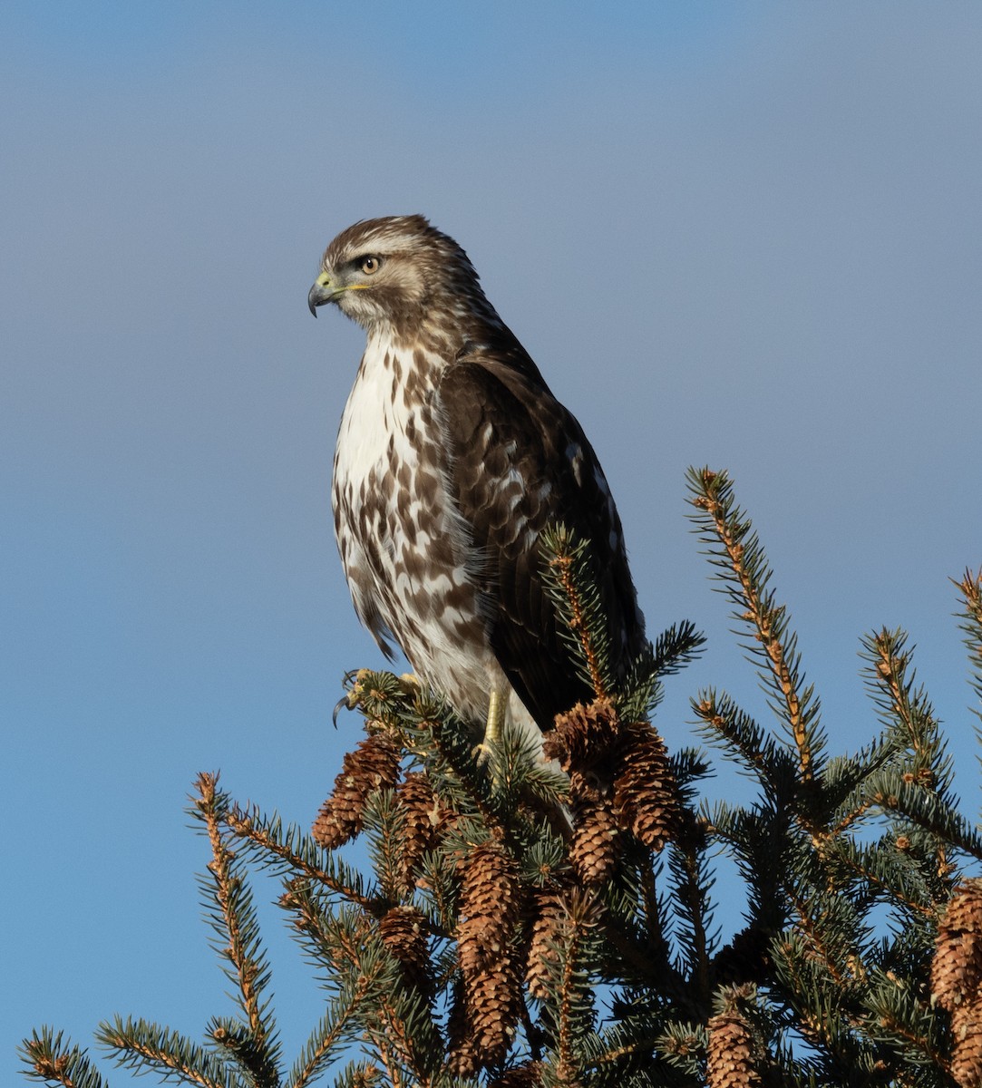 Rotschwanzbussard - ML648909121