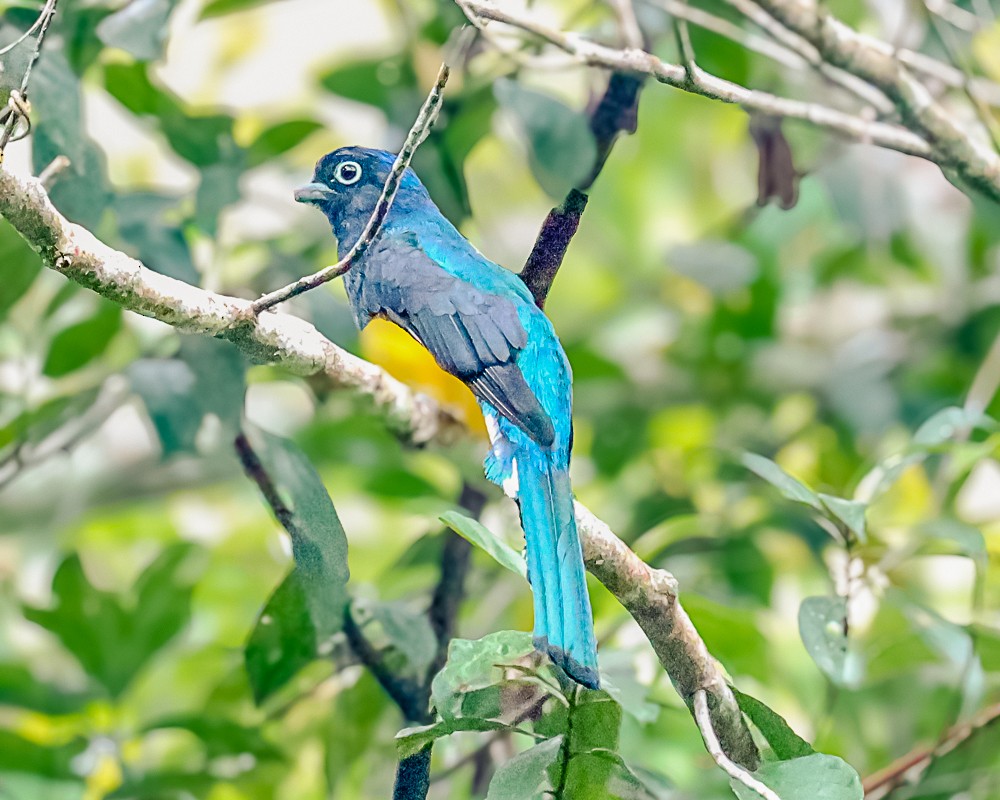 Green-backed Trogon - ML648909199