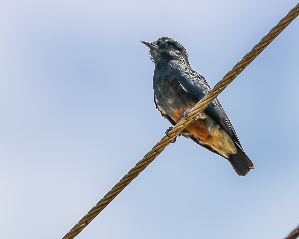 Swallow-winged Puffbird - ML648909228