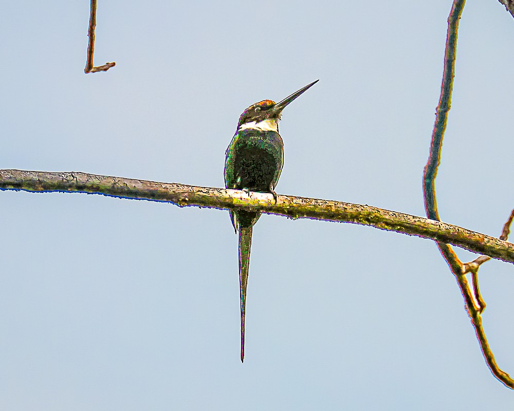 Paradise Jacamar - ML648909242