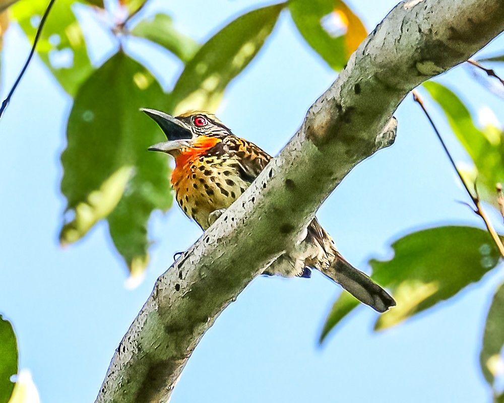 Gilded Barbet - ML648909271