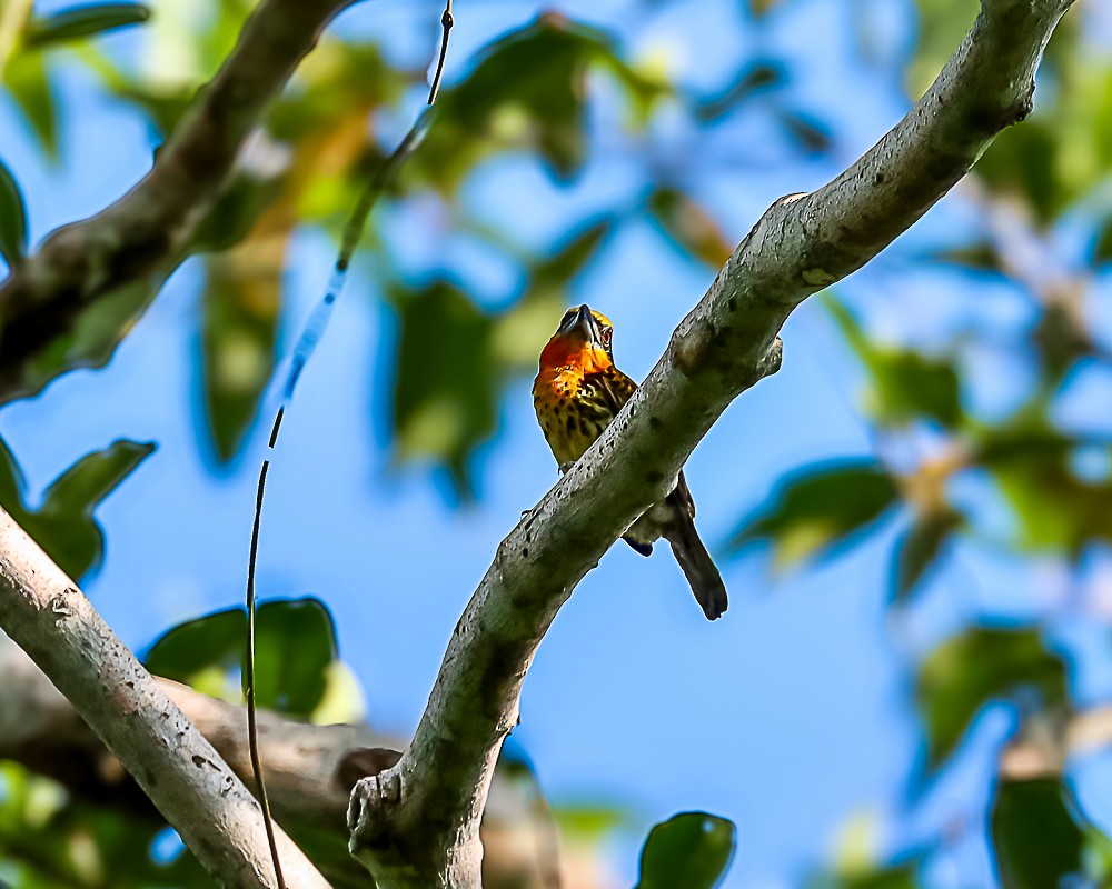 Gilded Barbet - ML648909272