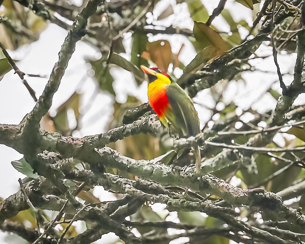 Lemon-throated Barbet - ML648909312