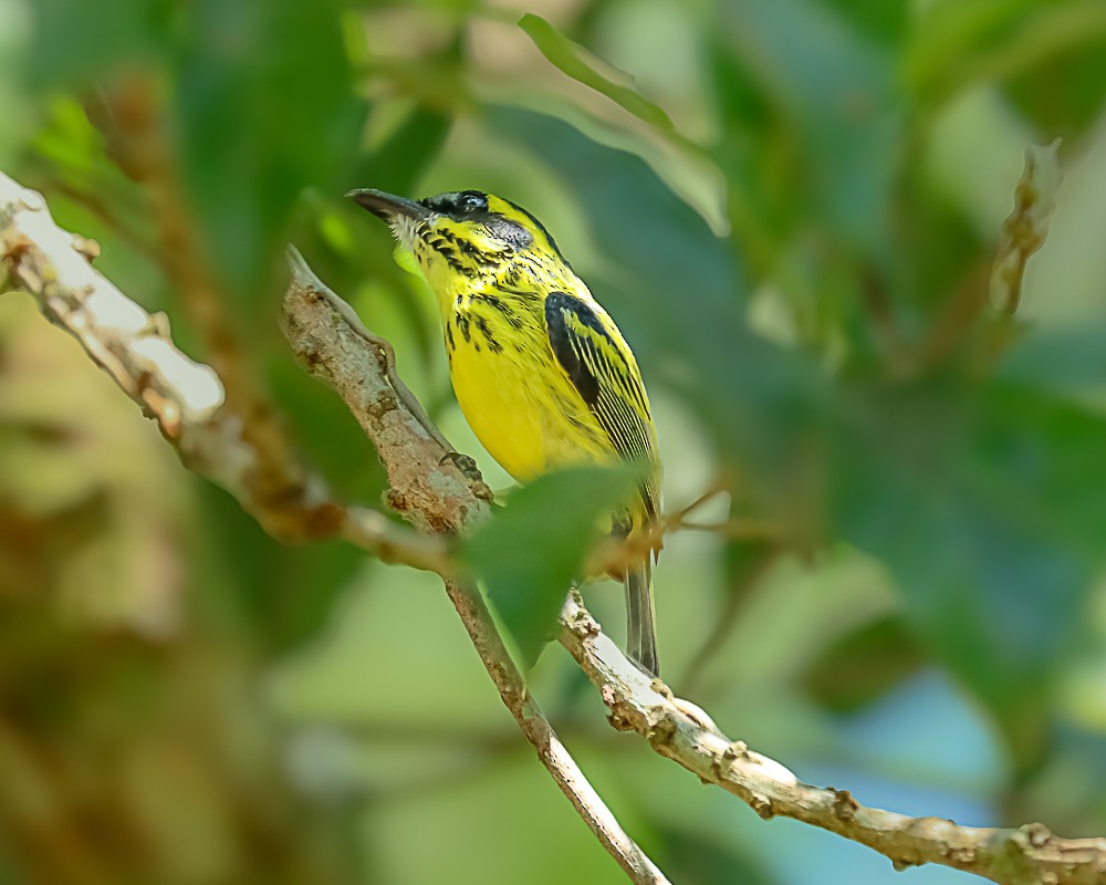 Yellow-browed Tody-Flycatcher - ML648909335