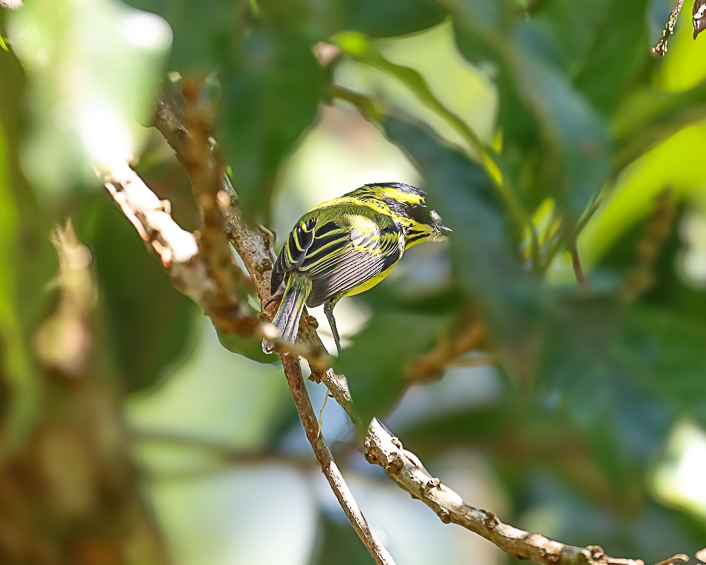 Yellow-browed Tody-Flycatcher - ML648909336