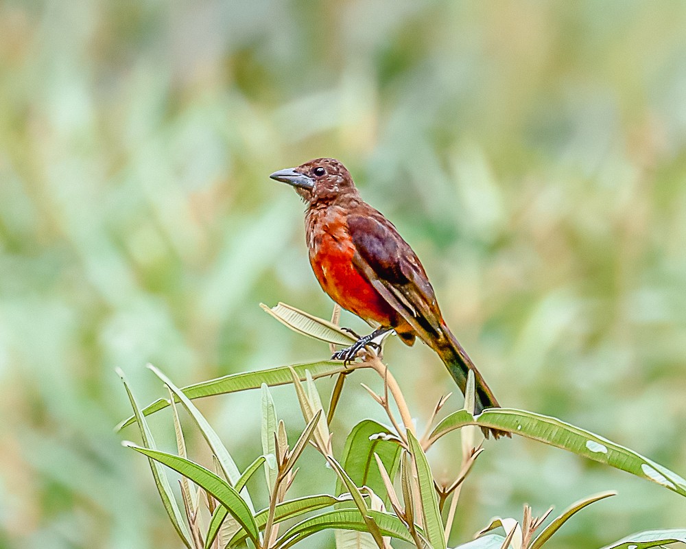 Silver-beaked Tanager - ML648909380