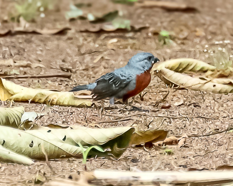Chestnut-bellied Seedeater - ML648909393