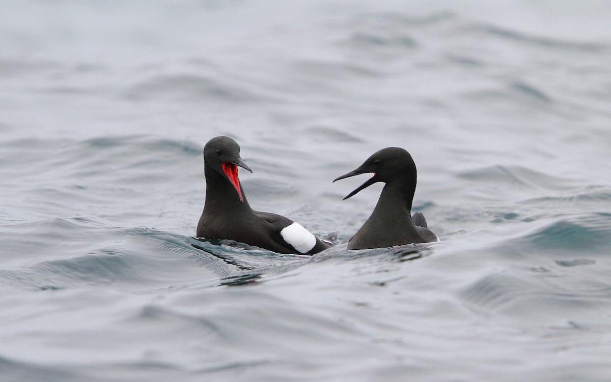 Black Guillemot - ML64890951