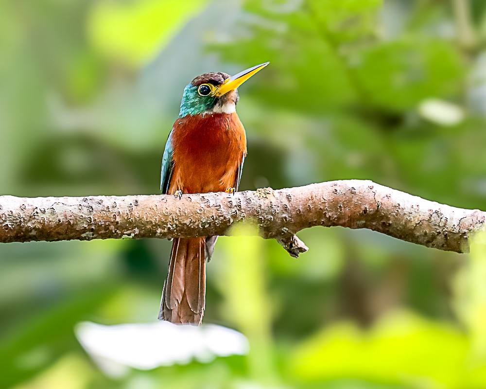 Yellow-billed Jacamar - ML648909645