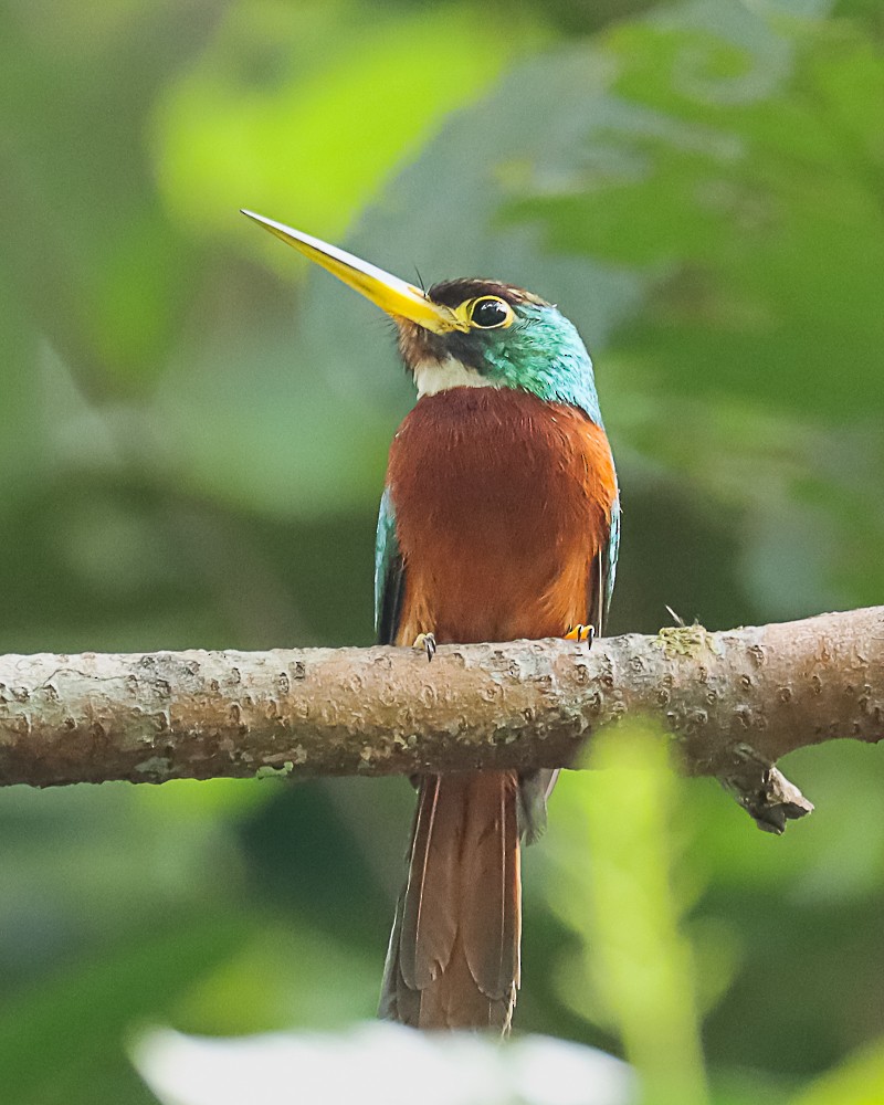 Yellow-billed Jacamar - ML648909646