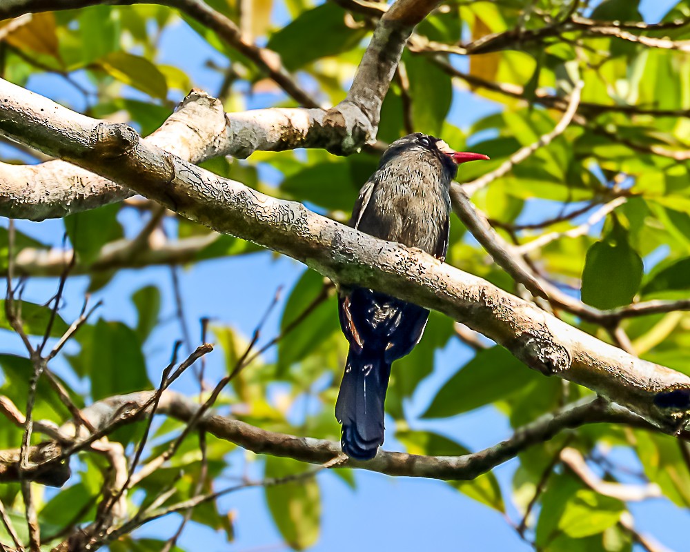 White-fronted Nunbird - ML648909664