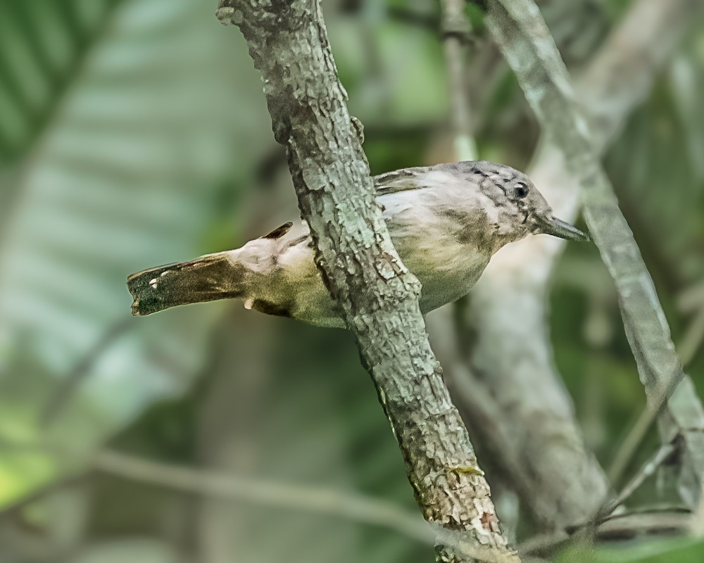 Mouse-colored Antshrike - ML648909681