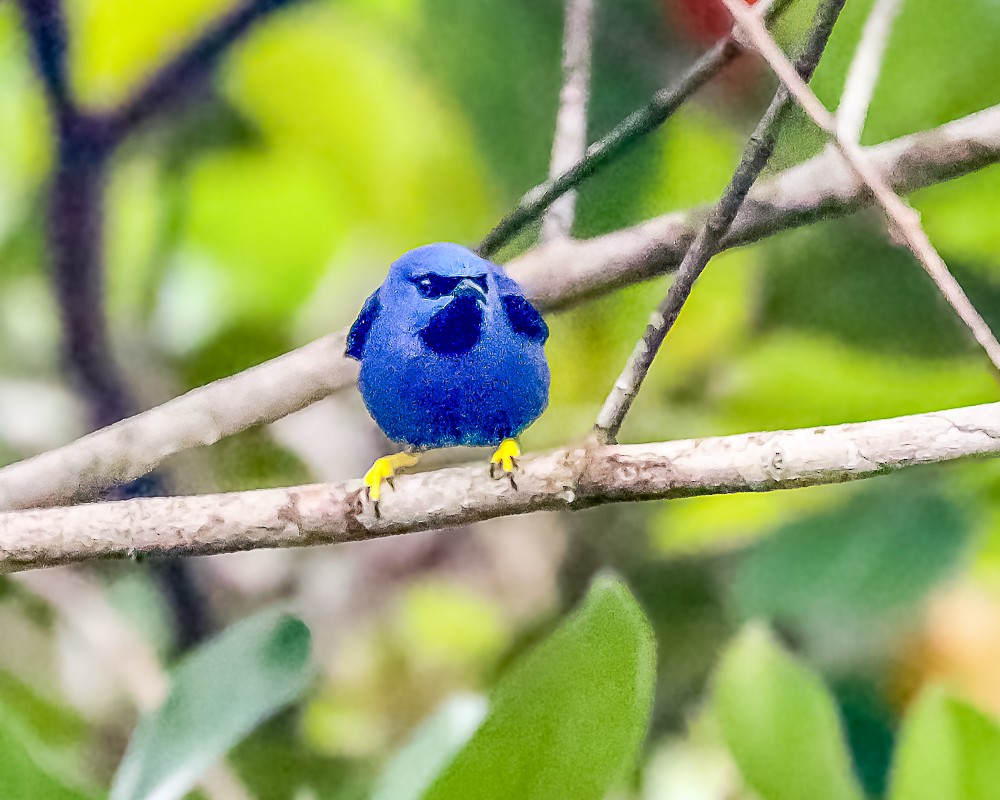 Purple Honeycreeper - ML648909712