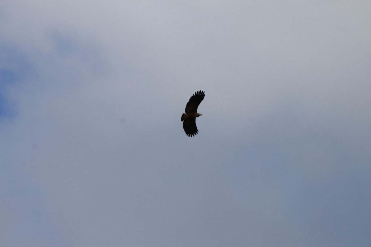 Black-collared Hawk - ML648909823