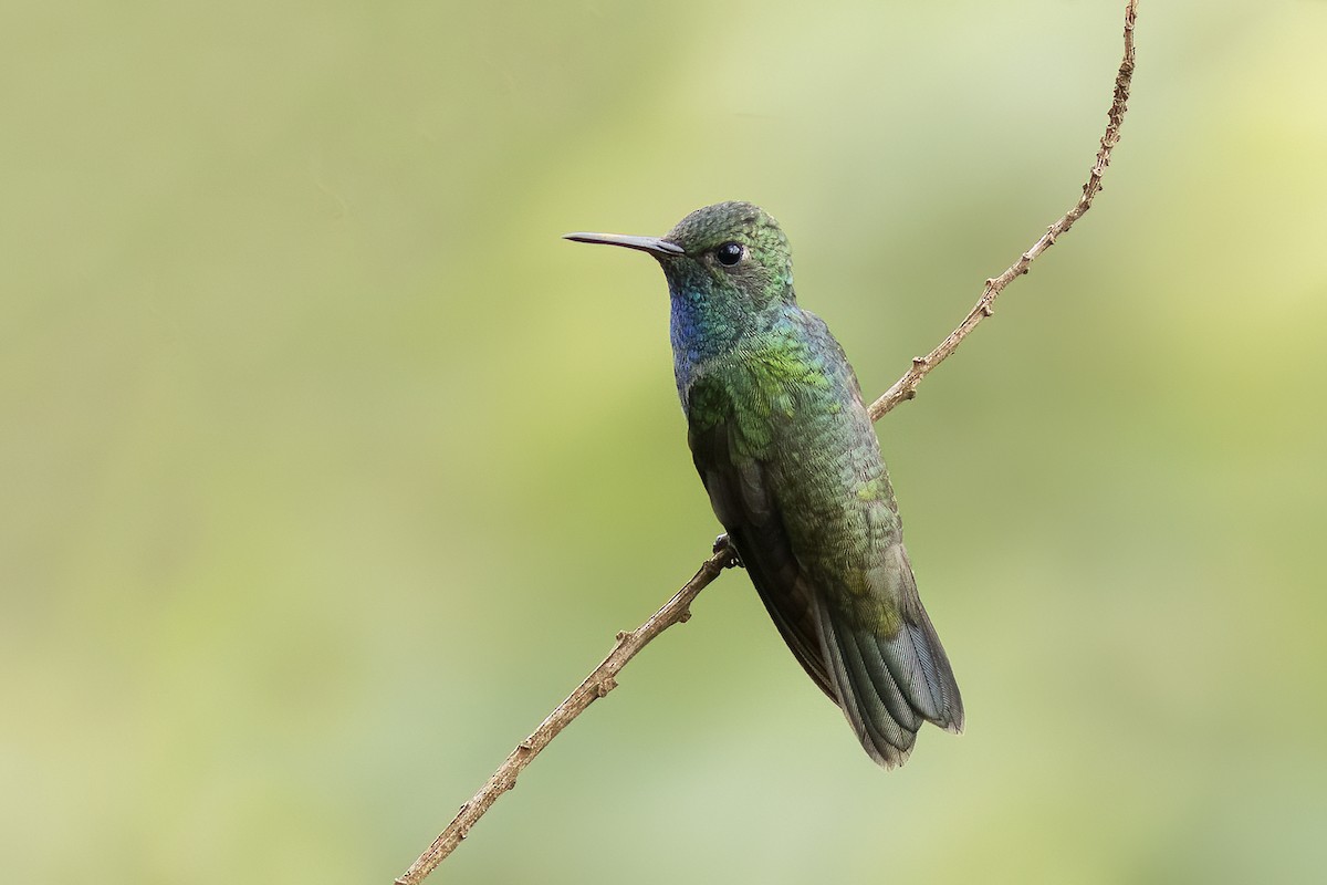 Блестящая амазилия - ML648909837