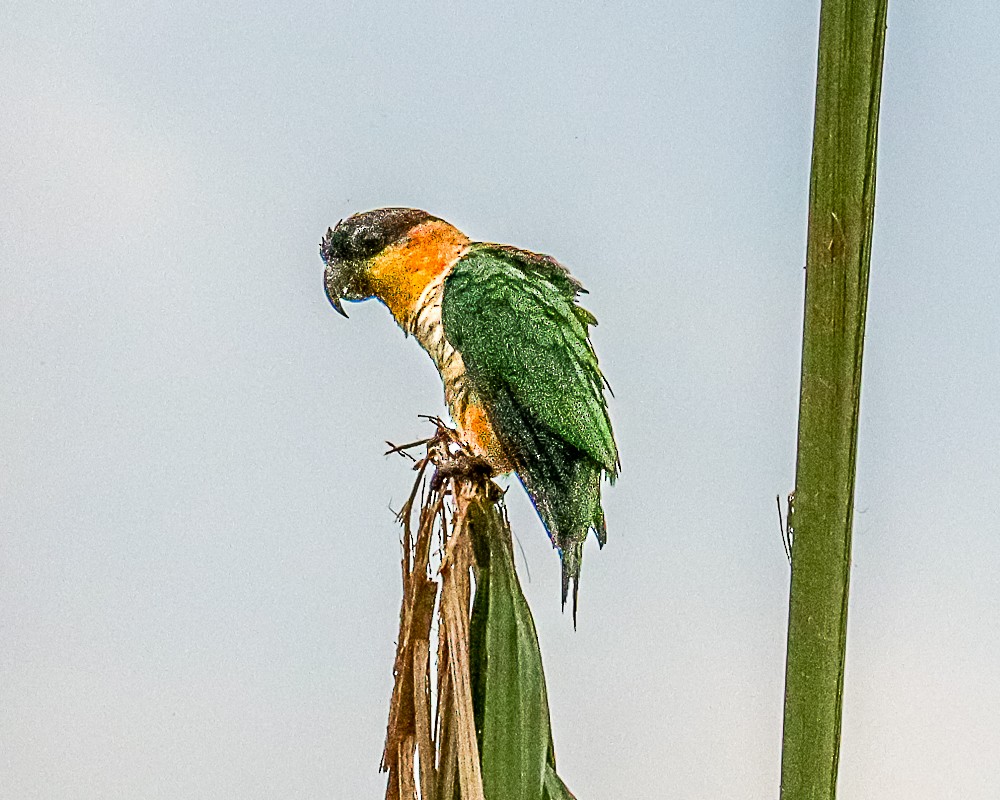 Black-headed Parrot - ML648910014