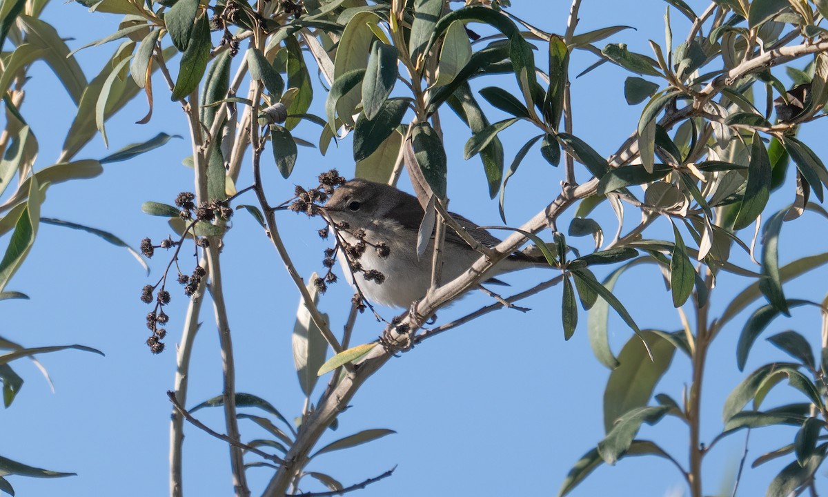 Garden Warbler - Koren Mitchell