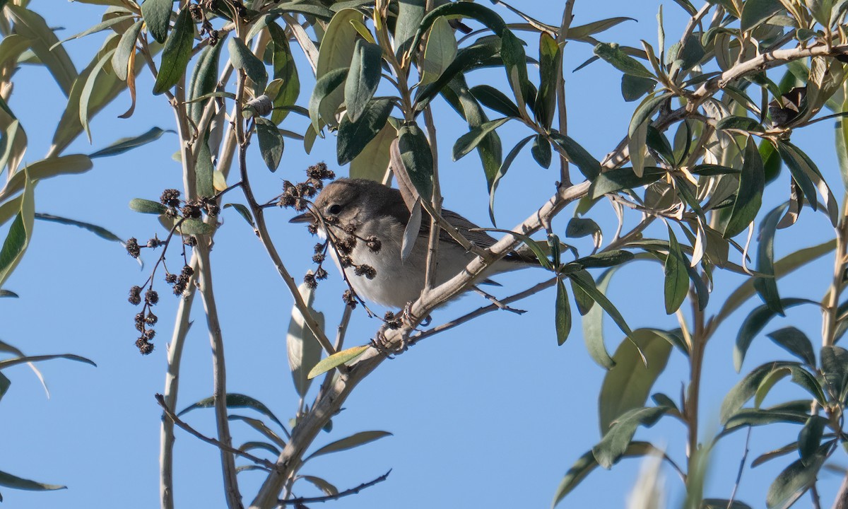 Fauvette des jardins - ML648910167