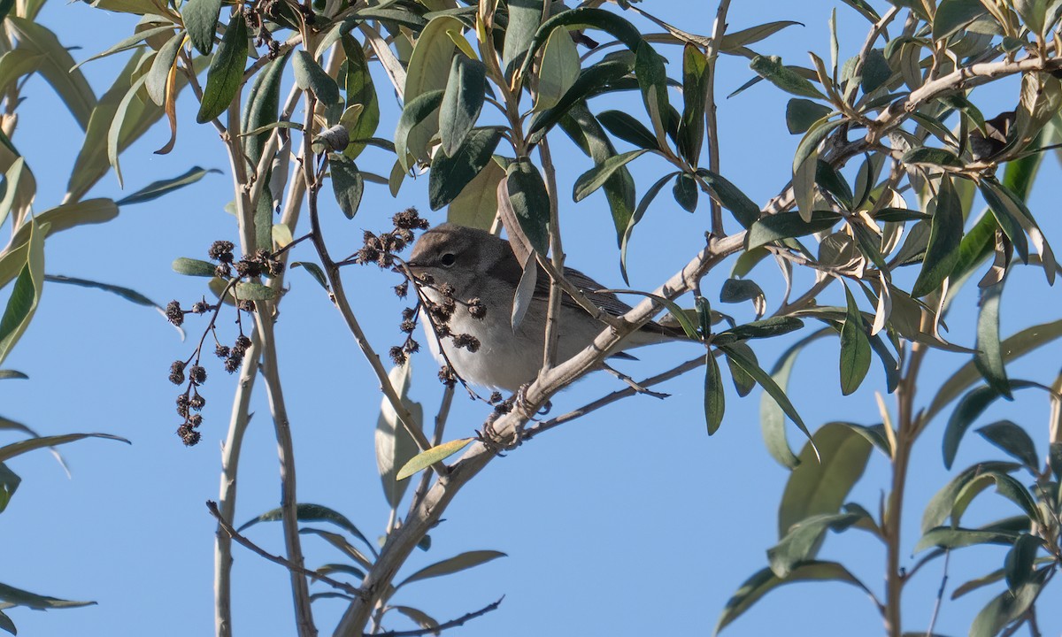 Fauvette des jardins - ML648910168