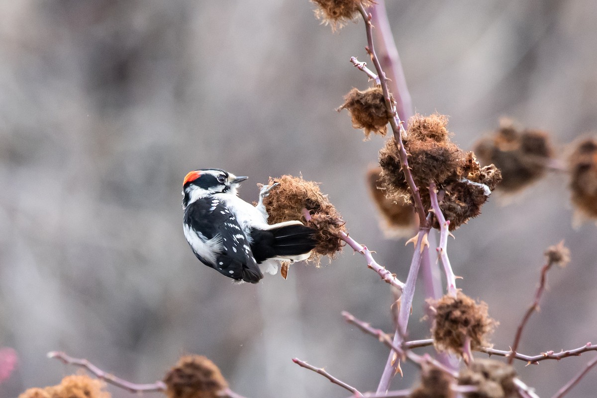 strakapoud osikový - ML648910308