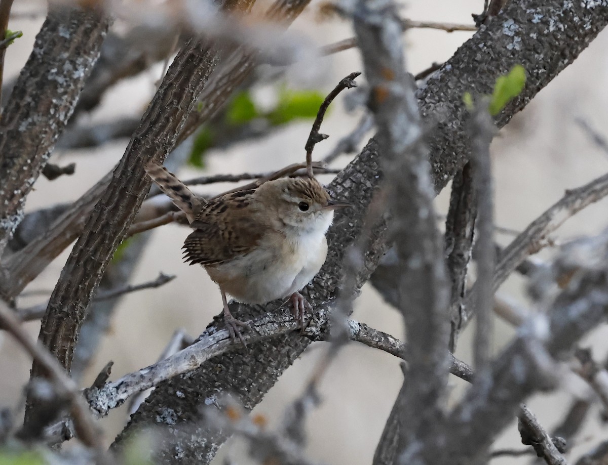 Troglodyte de Latham - ML648910362