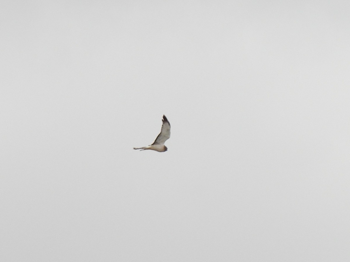 Northern Harrier - ML648910365