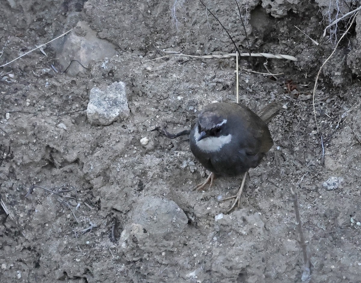 Mérulaxe bridé - ML648910378