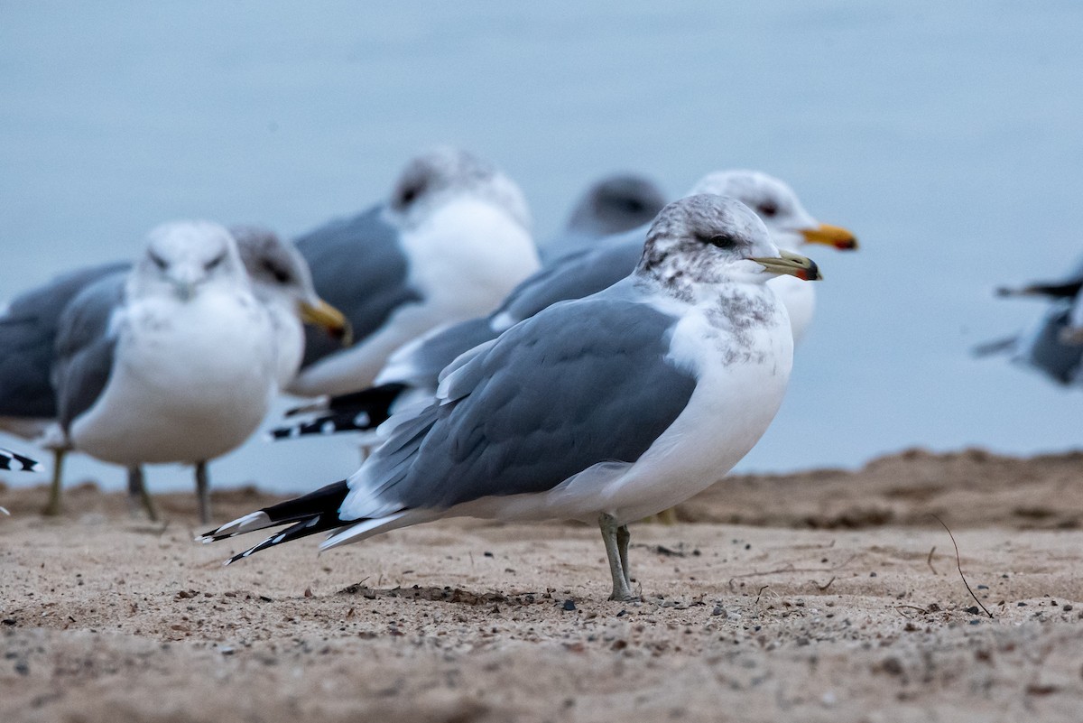 racek jezerní - ML648910388