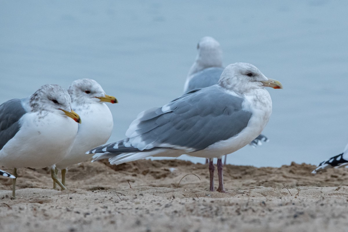 racek šedokřídlý - ML648910398