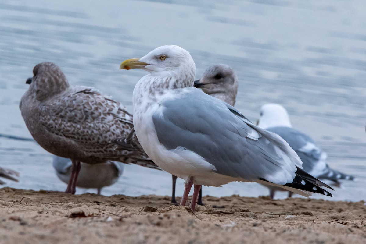 racek americký - ML648910411