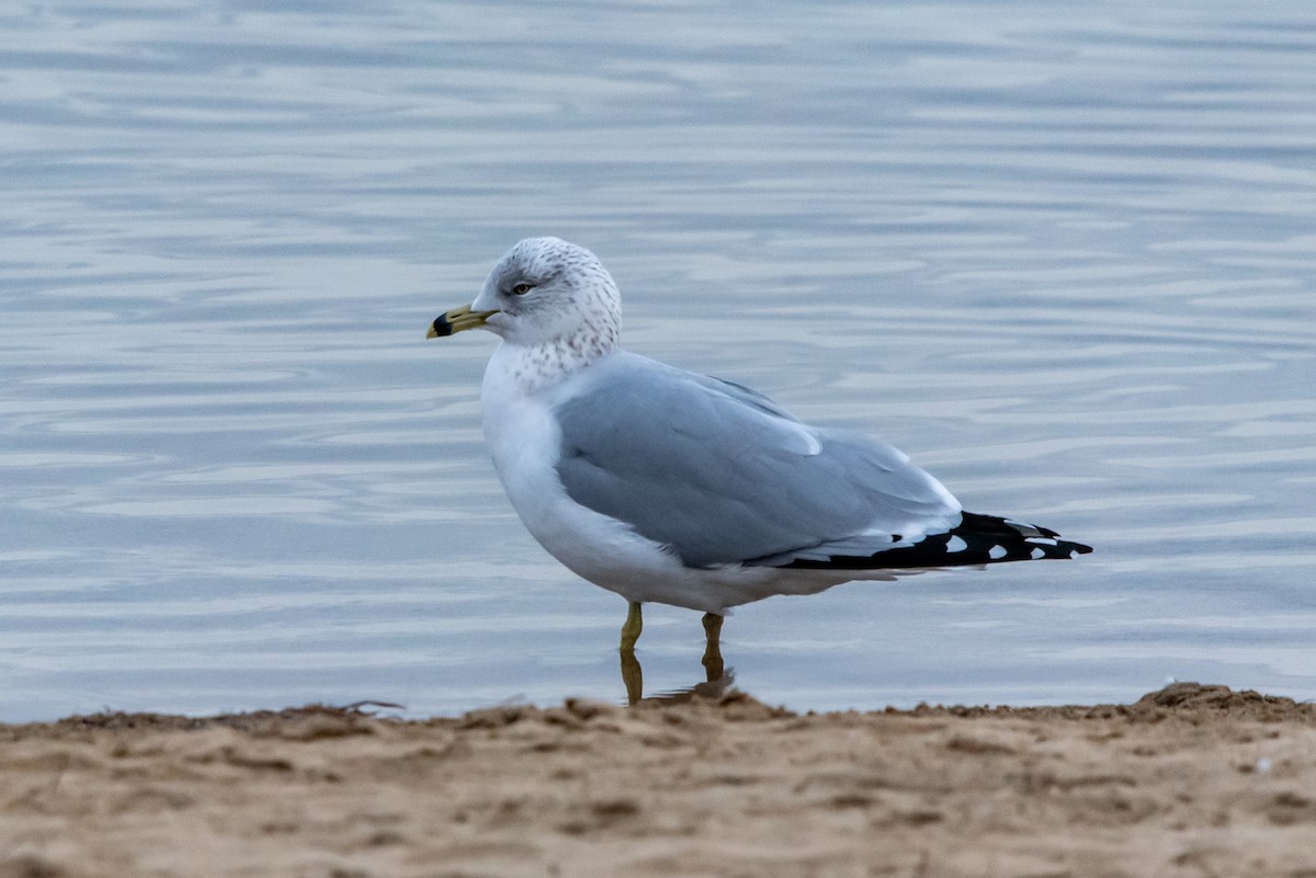 racek kroužkozobý - ML648910417