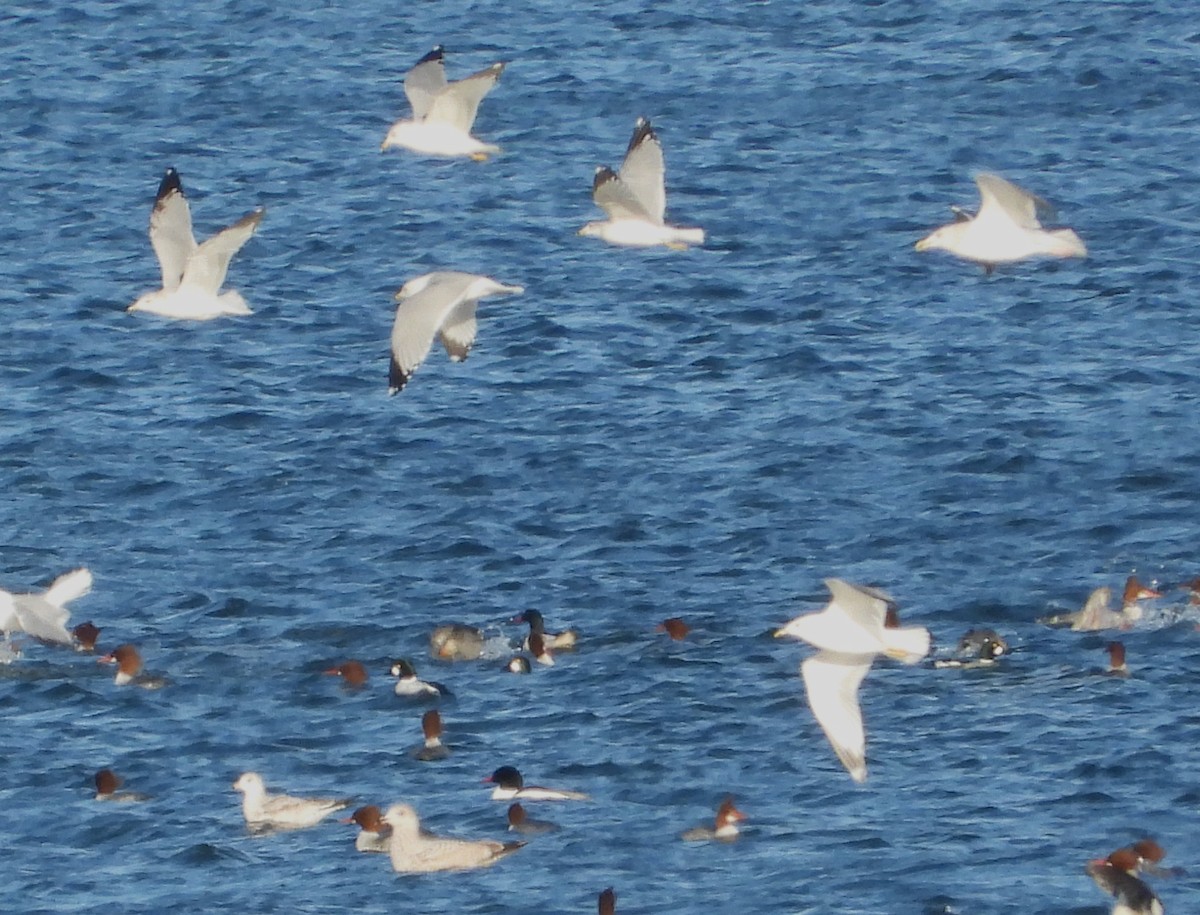 Gaviota/Gavión sp. - ML648910777